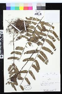 Image of Asplenium macrurum