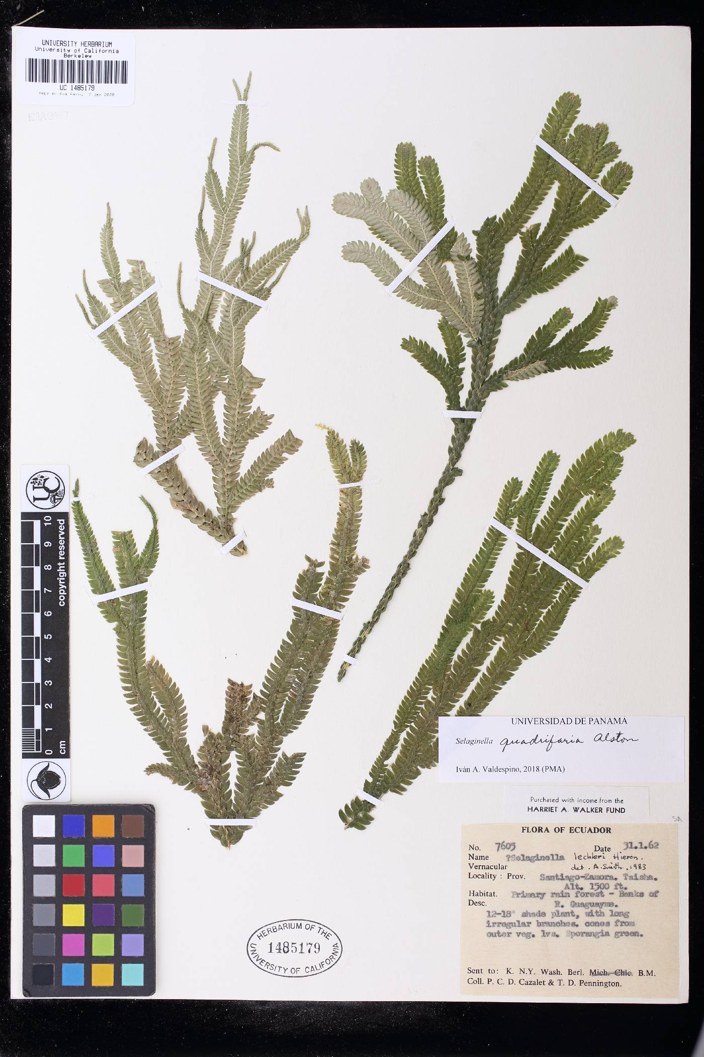 Selaginella quadrifaria image