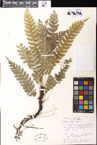 Austroblechnum lehmannii image