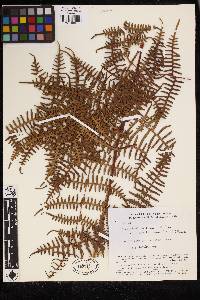 Pteridium arachnoideum image