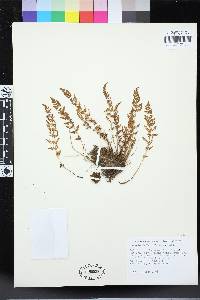 Woodsia scopulina image