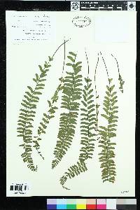 Asplenium claussenii image