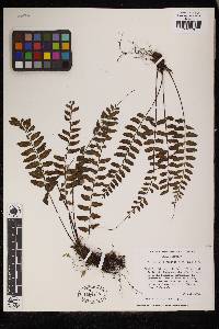 Asplenium cirrhatum image