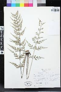 Asplenium wilfordii image