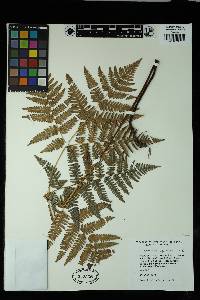 Pteridium aquilinum image