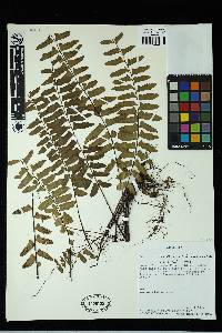 Asplenium cirrhatum image