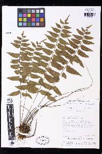 Asplenium hastatum image