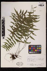 Asplenium barbaense image