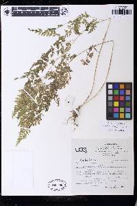Cheilanthes bolborrhiza image