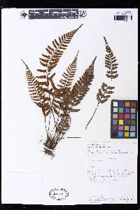 Asplenium auritum image