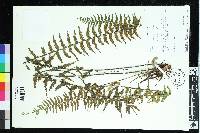 Asplenium harpeodes image