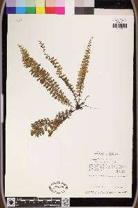 Asplenium hallii image