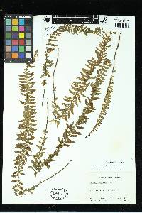 Asplenium sessilifolium image