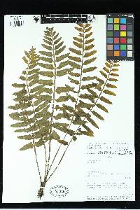 Asplenium alatum image