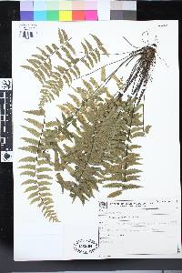 Asplenium harpeodes image