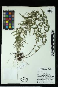 Asplenium eatonii image