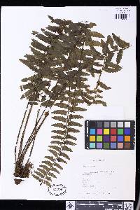 Asplenium rosenstockianum image