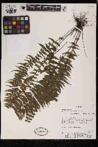 Asplenium harpeodes image