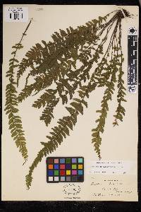 Asplenium miradorense image