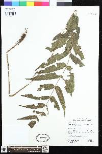 Goniopteris gonophora image