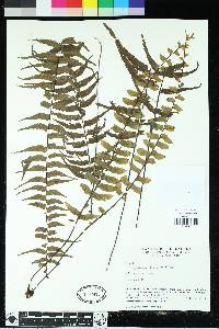 Asplenium harpeodes image