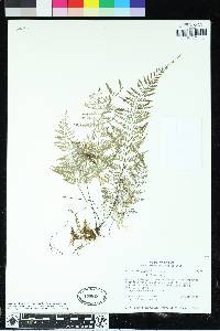 Asplenium cuspidatum image