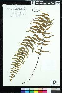 Asplenium harpeodes image