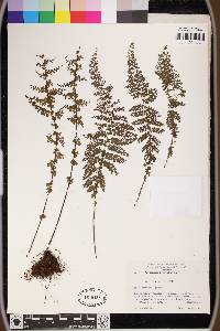 Asplenium cristatum image