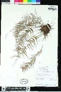 Asplenium dissectum image