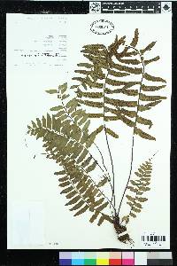 Asplenium cirrhatum image