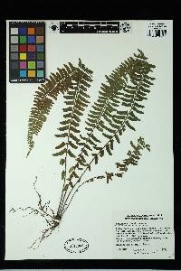 Asplenium bangii image