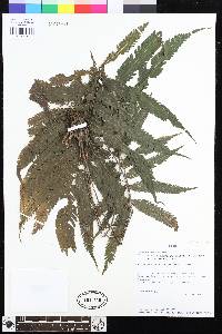 Goniopteris imbricata image