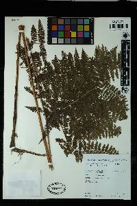 Dennstaedtia cicutaria image