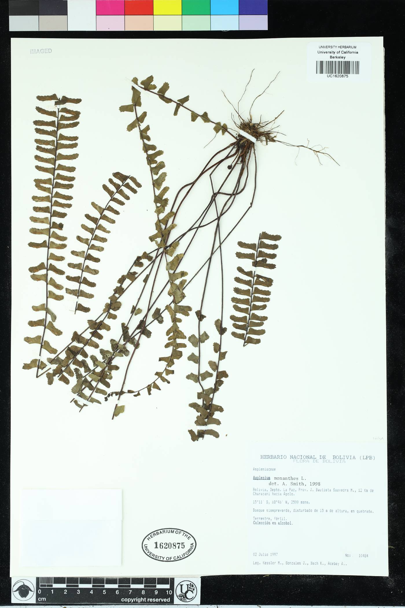 Asplenium monanthes image