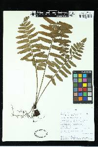 Asplenium alatum image