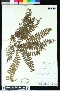 Asplenium eutecnum image