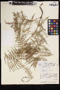 Pteridium caudatum image