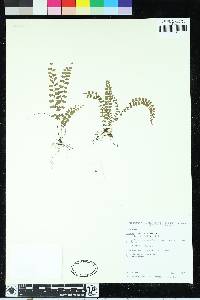 Asplenium lorentzii image