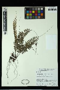 Asplenium cirrhatum image