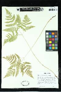 Gymnocarpium dryopteris image