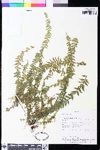 Asplenium mucronatum image