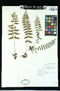 Asplenium auriculatum image