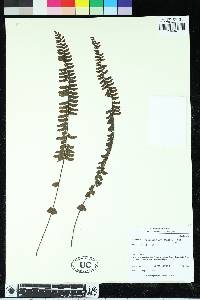 Asplenium monanthes image