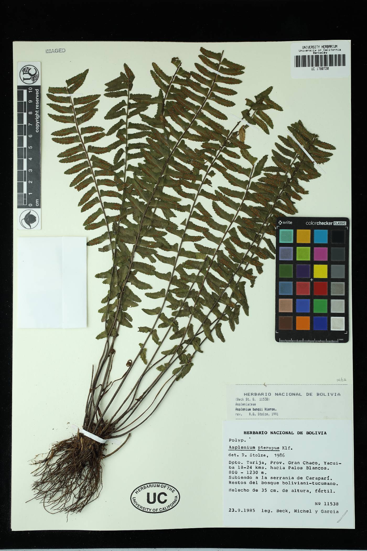 Asplenium bangii image