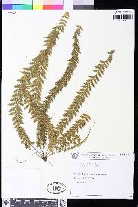 Asplenium mucronatum image