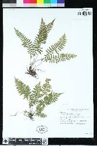 Athyrium falcatum image