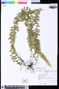 Asplenium mucronatum image