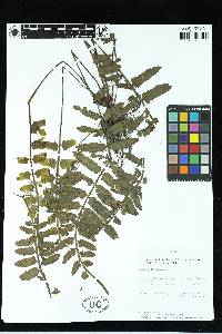 Asplenium alatum image