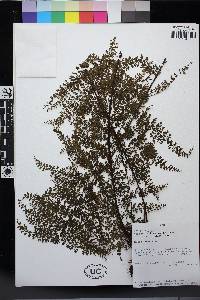 Asplenium flabellulatum image