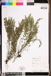 Asplenium sessilifolium image